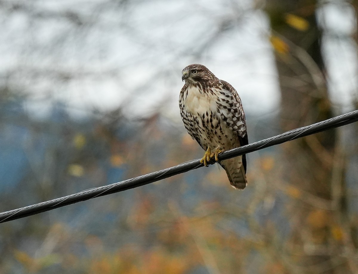 Red-tailed Hawk - ML645731289