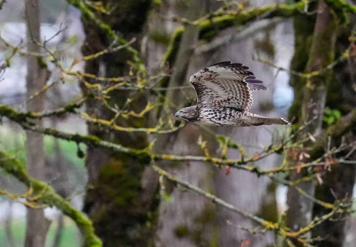 Red-tailed Hawk - ML645731290