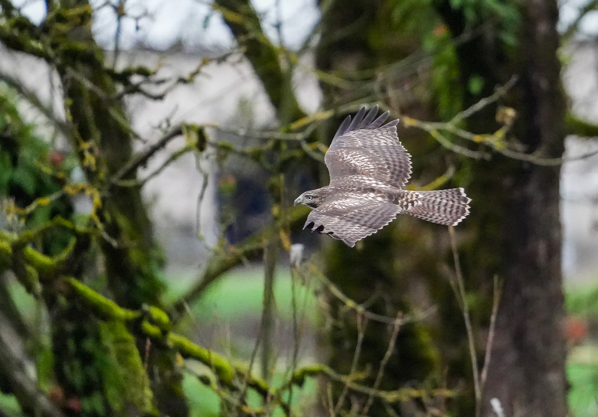 Red-tailed Hawk - ML645731291