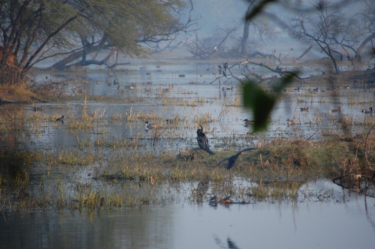 Oriental Darter - ML645731299