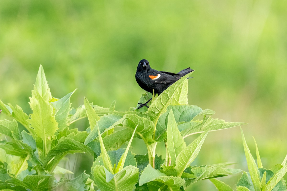 Red-winged Blackbird - ML645731310