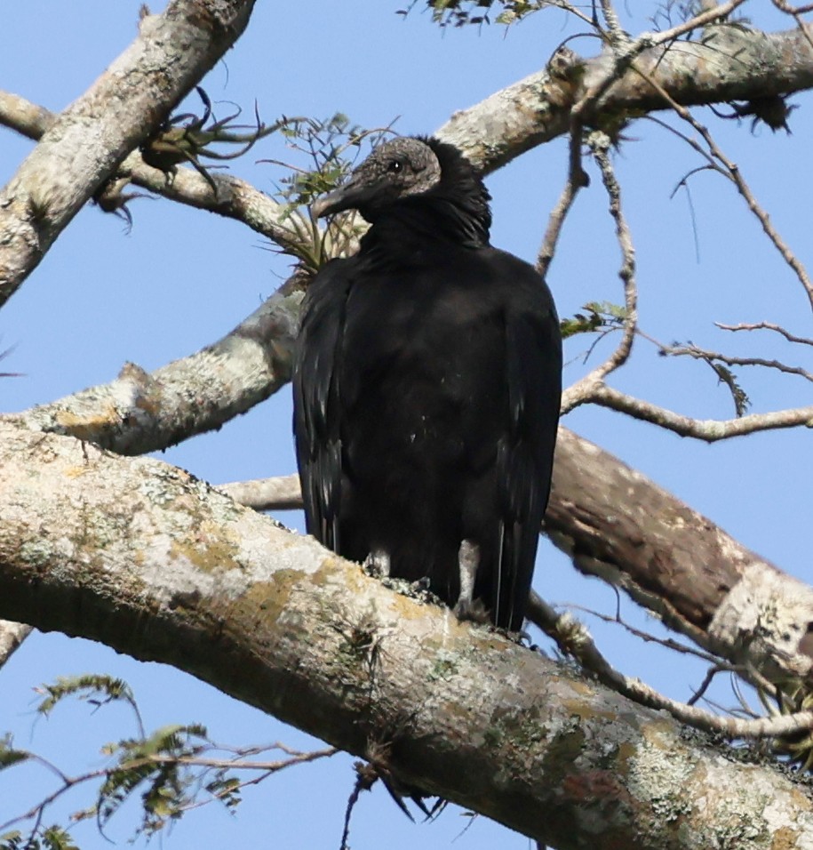 Black Vulture - ML645731317
