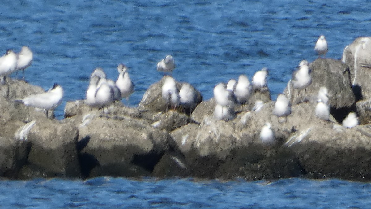 Мартин карибський - ML645731318