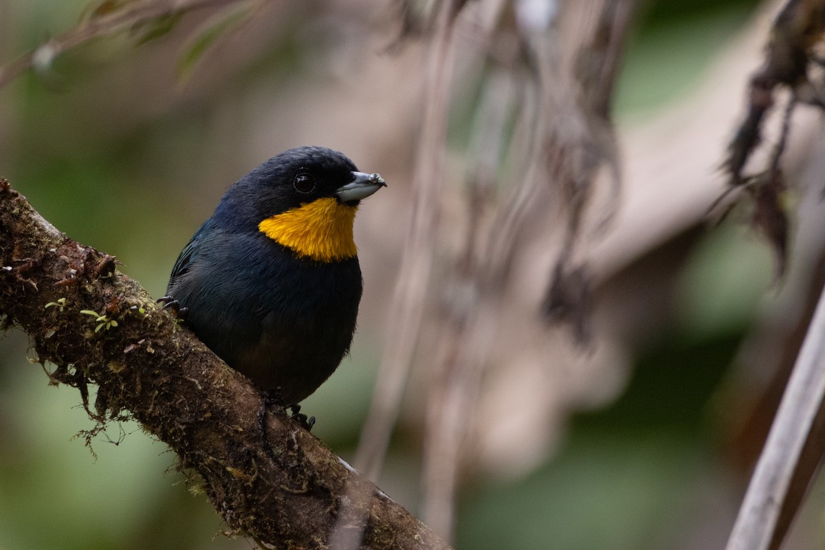 Purplish-mantled Tanager - ML645731324