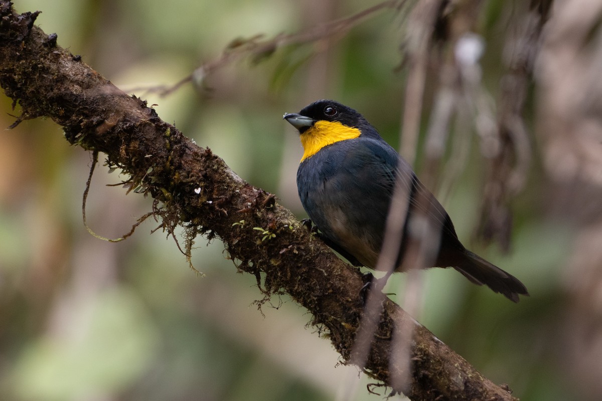 Purplish-mantled Tanager - ML645731325