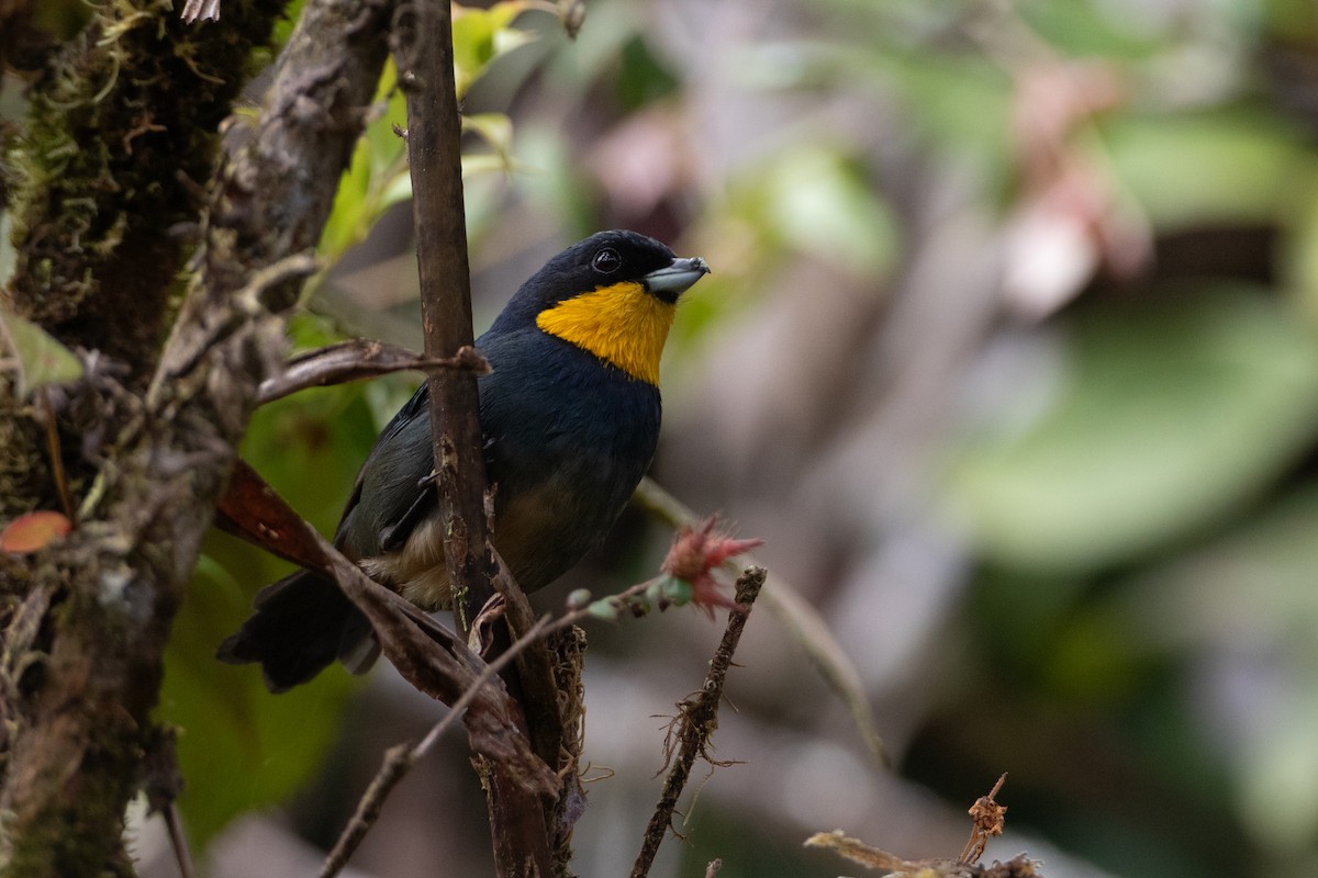 Purplish-mantled Tanager - ML645731326