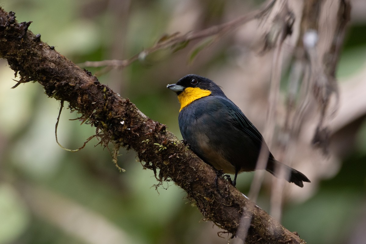 Purplish-mantled Tanager - ML645731327