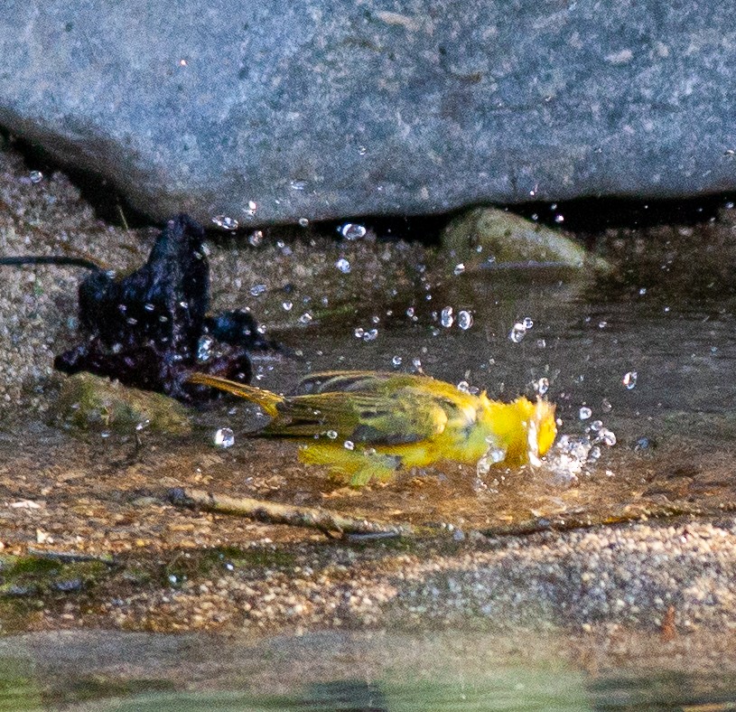 Northern Yellow Warbler - ML645731337