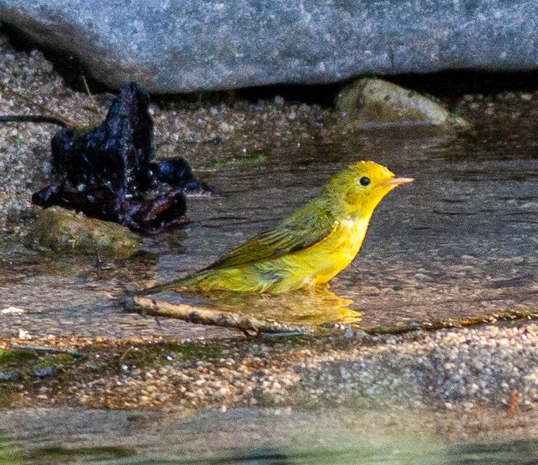 Northern Yellow Warbler - ML645731338