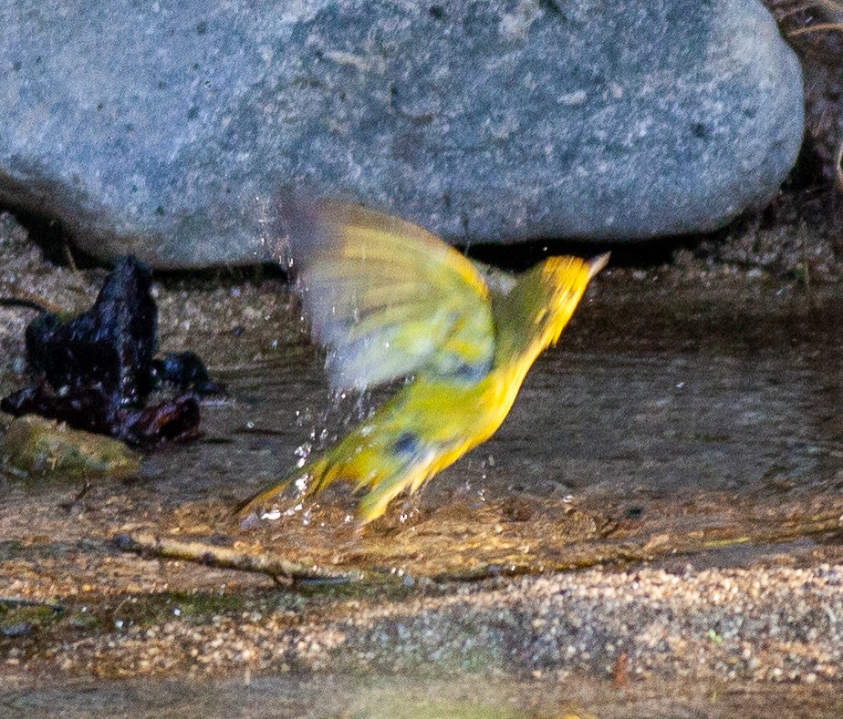 Northern Yellow Warbler - ML645731339