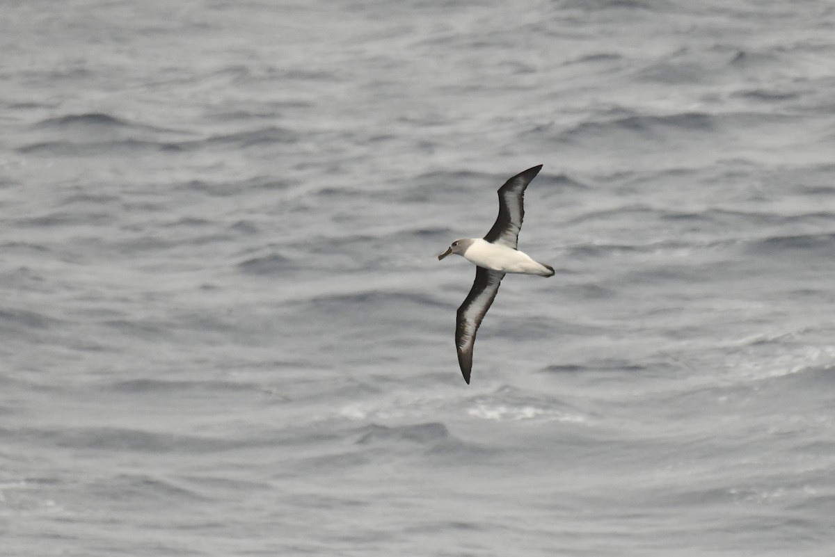 Boz Başlı Albatros - ML645731354