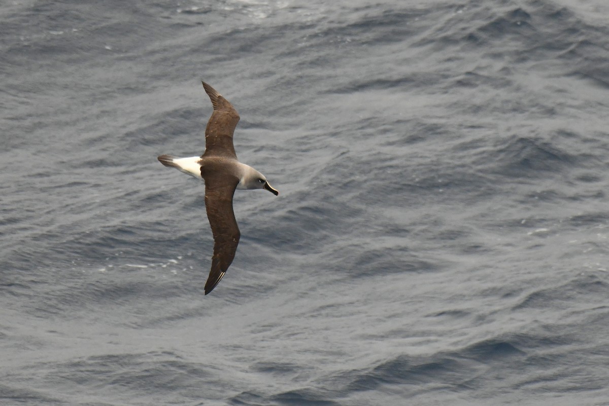 Boz Başlı Albatros - ML645731355