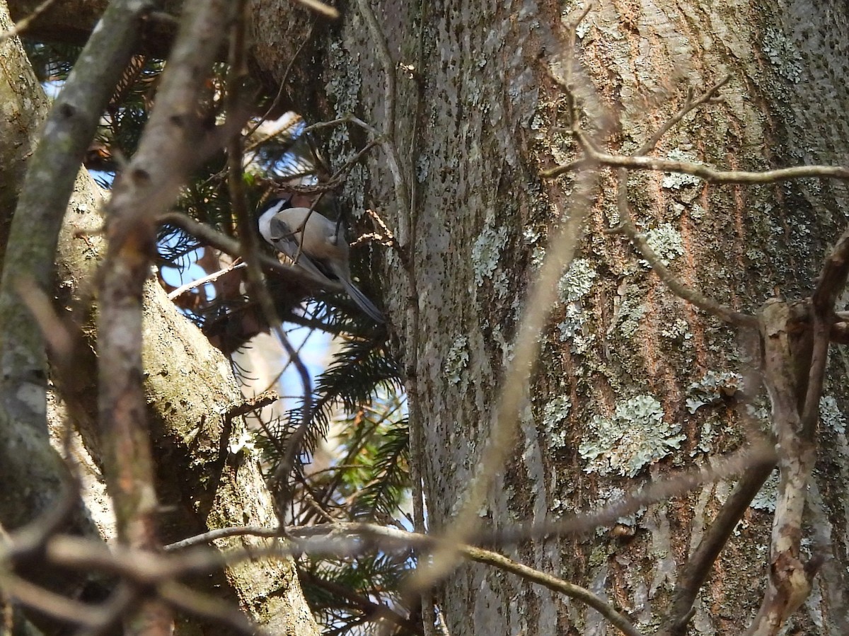 Carolina/Black-capped Chickadee - ML645731359