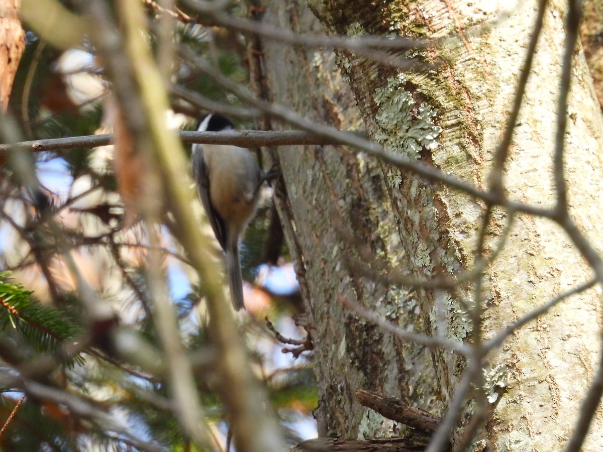 Carolina/Black-capped Chickadee - ML645731360
