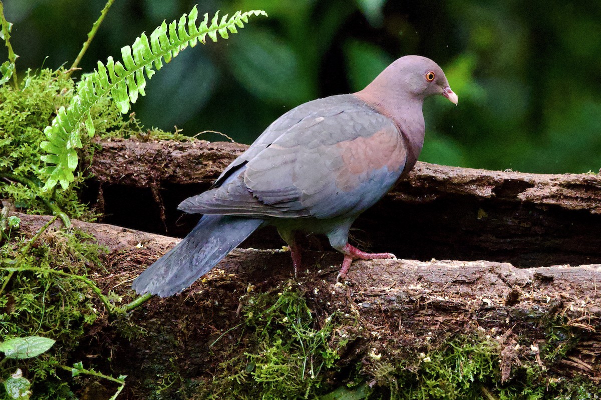 Red-billed Pigeon - ML645731361