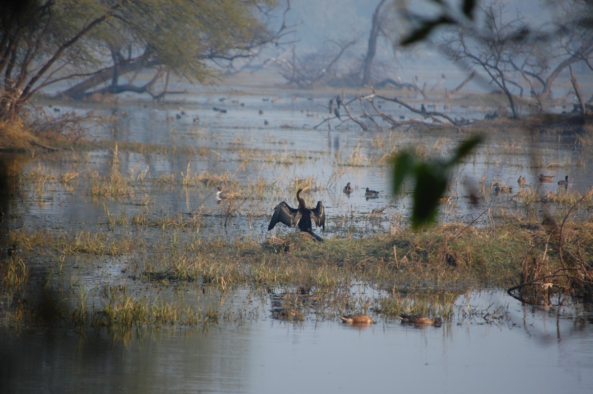 Oriental Darter - ML645731370