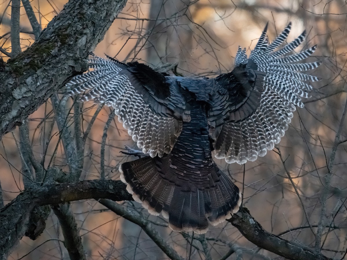 krocan divoký - ML645731373