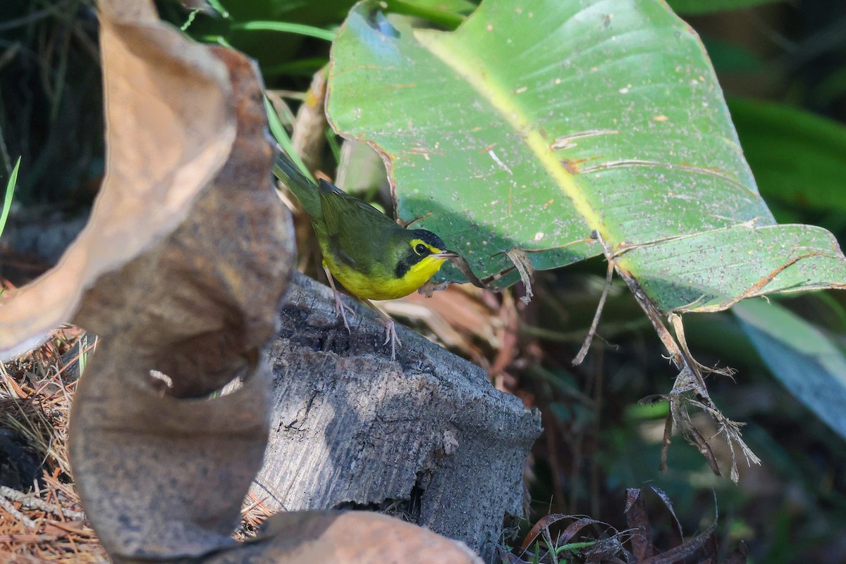 Kentucky Warbler - ML645731374