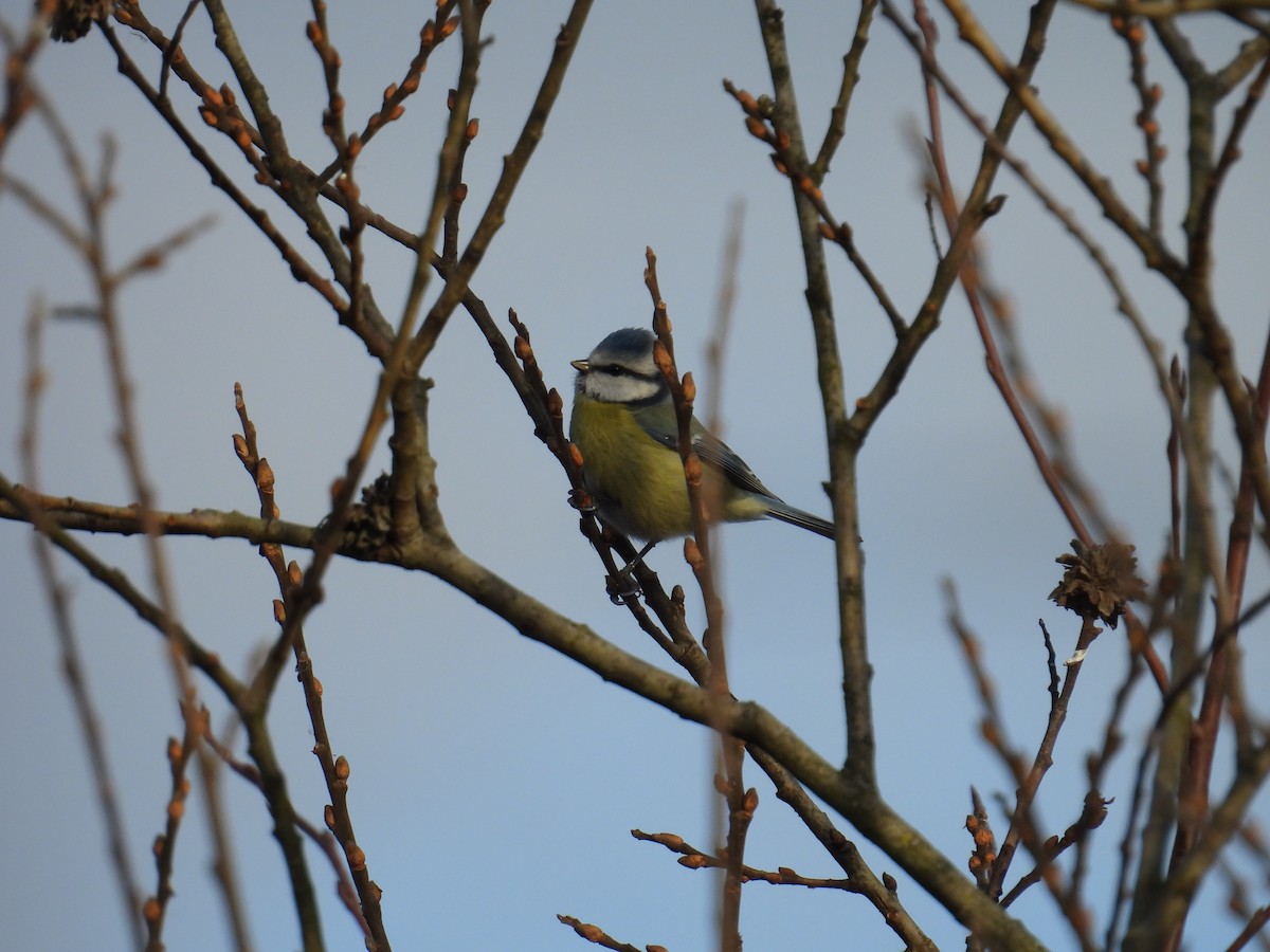 sýkora modřinka - ML645731378