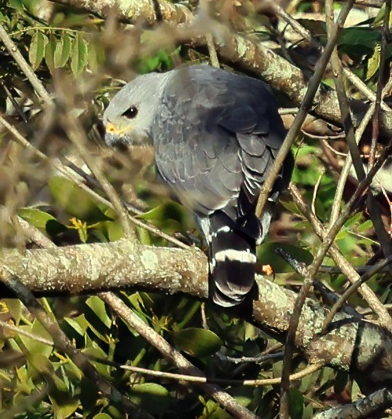 Gray Hawk - ML645731382