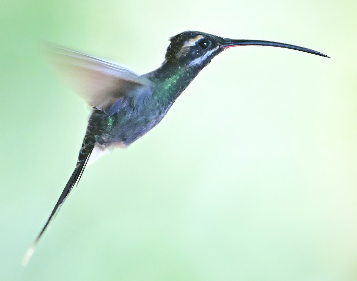 White-whiskered Hermit - ML645731385