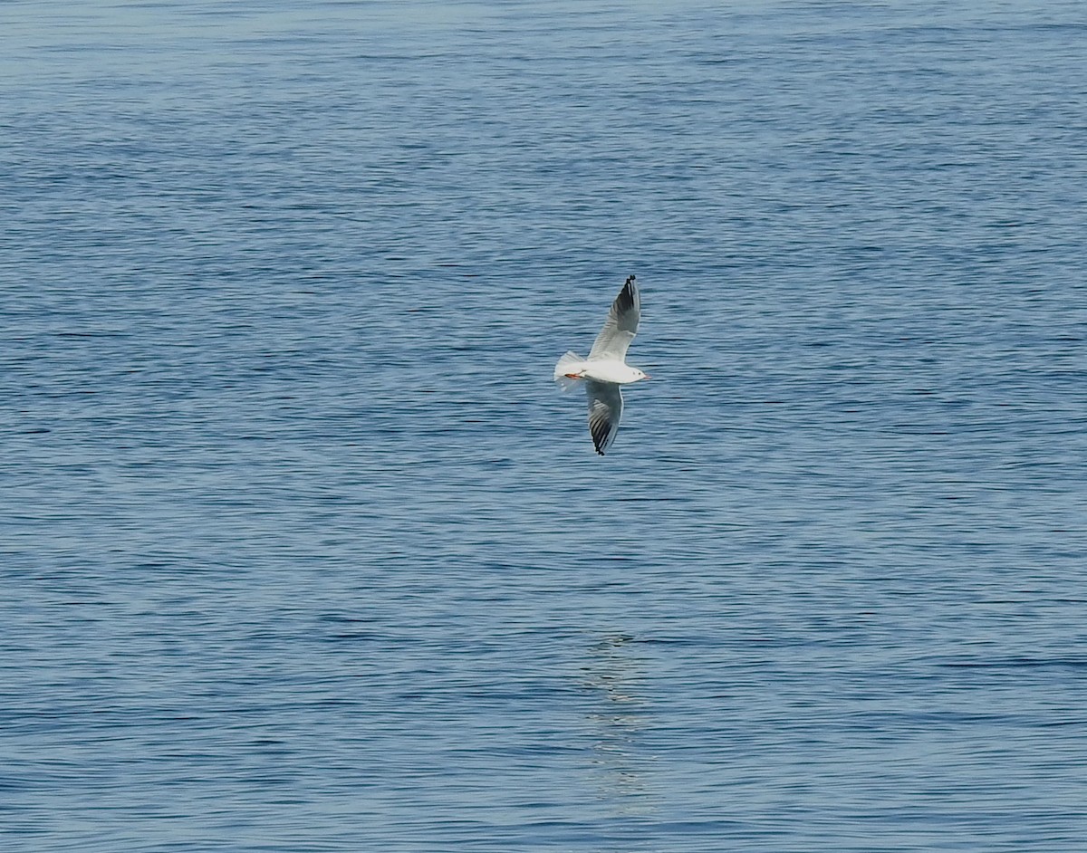 Slender-billed Gull - ML645731391