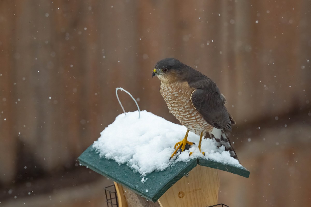 Sharp-shinned Hawk - ML645731399