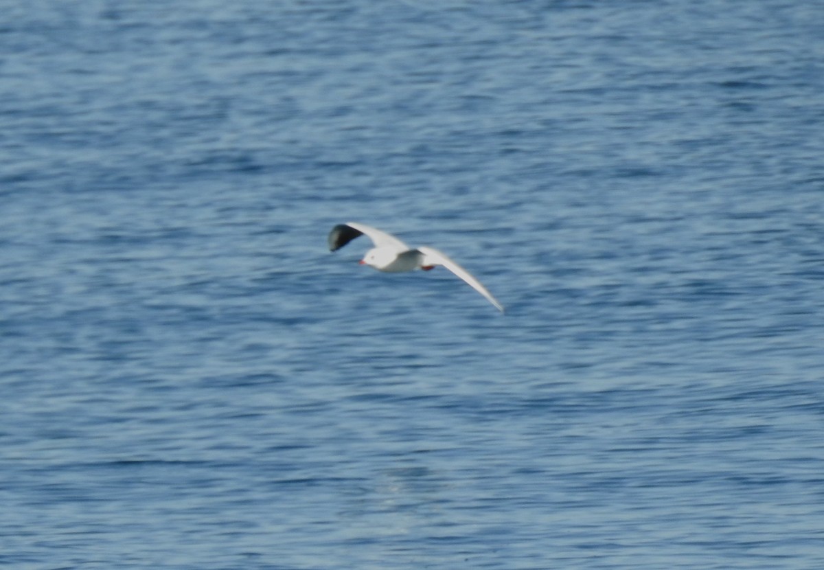Slender-billed Gull - ML645731402