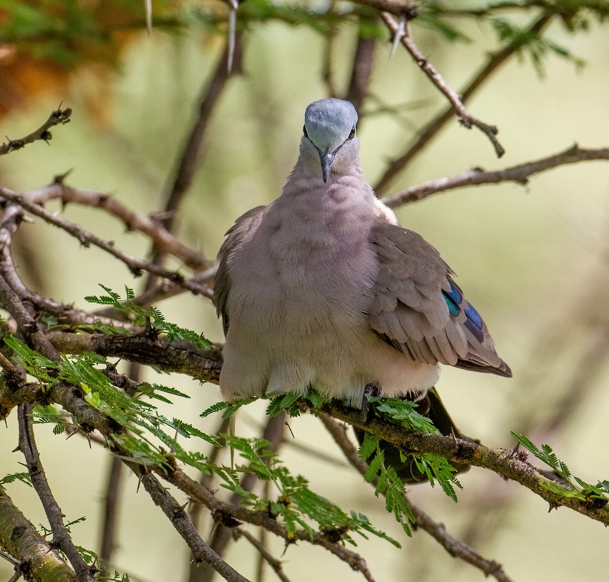 Emerald-spotted Wood-Dove - ML645731404