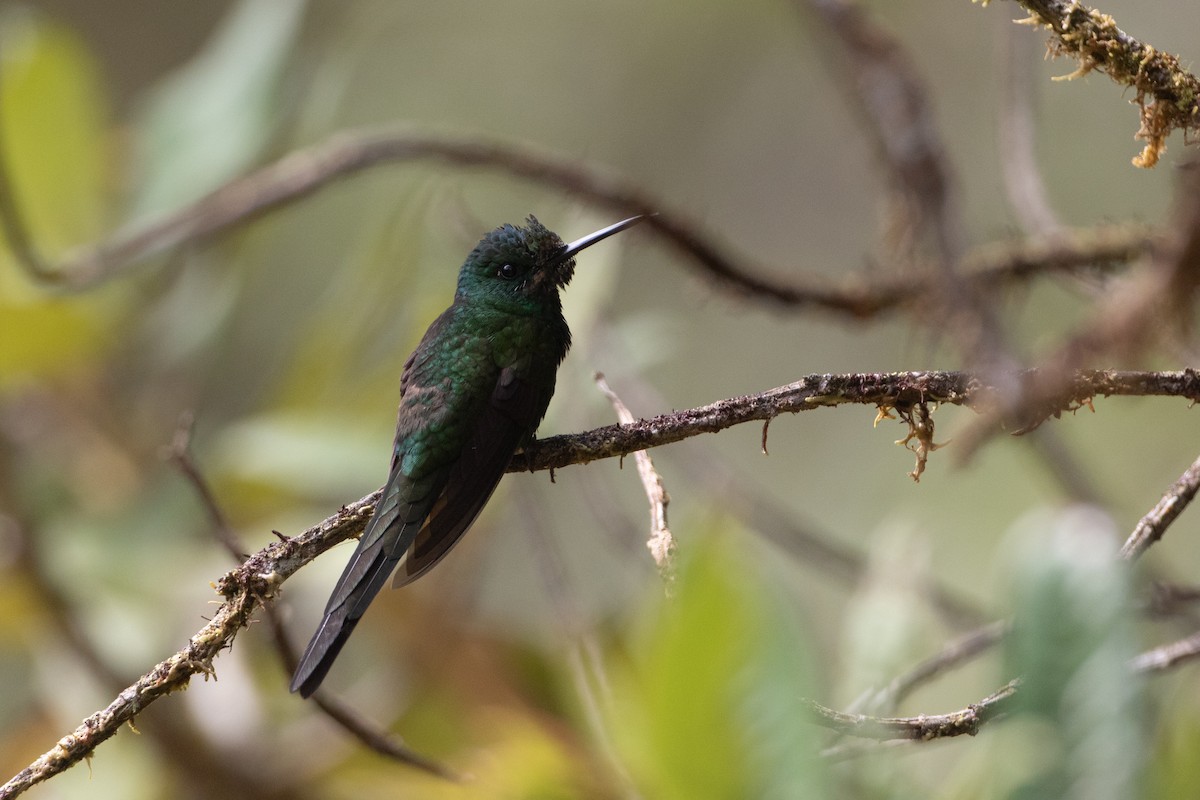 Empress Brilliant - ML645731417