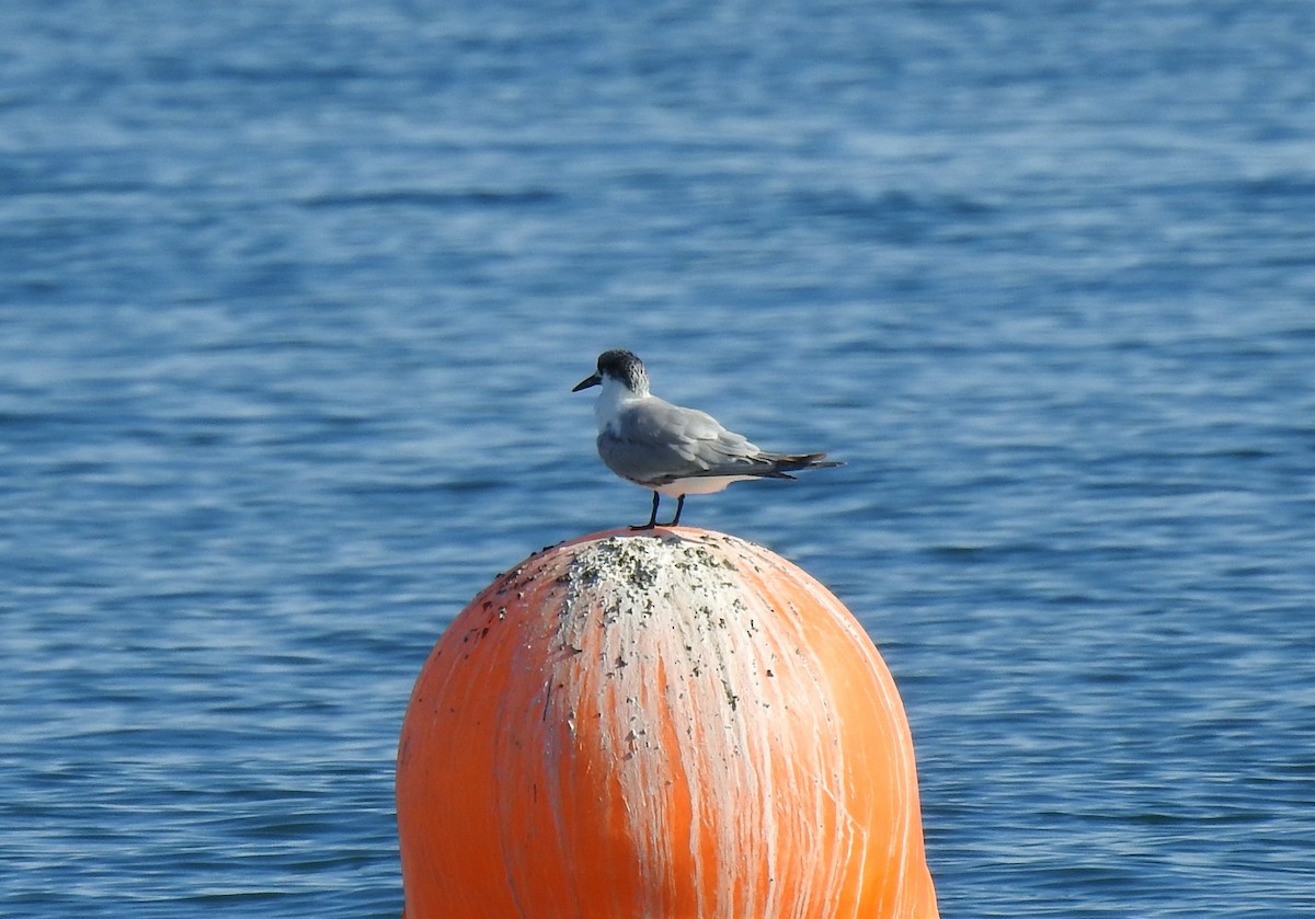 Sandwich Tern - ML645731428