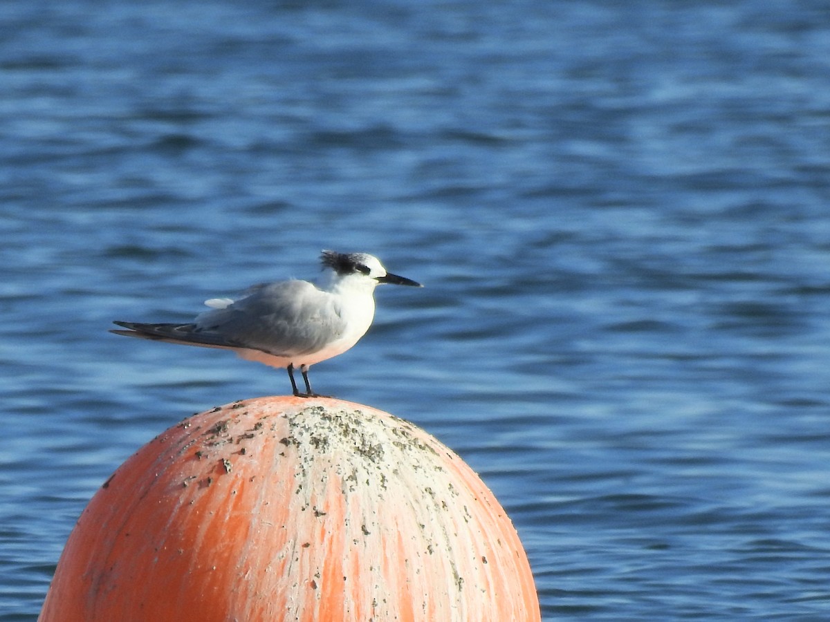 Sandwich Tern - ML645731429