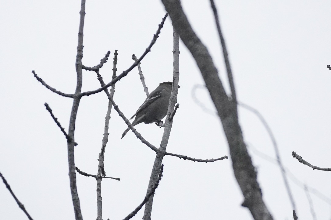 Pine Grosbeak - ML645731431