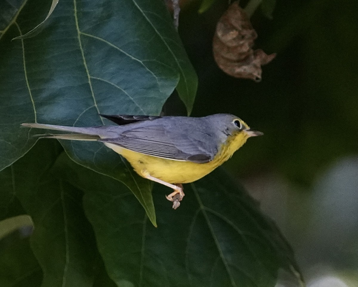 Canada Warbler - ML645731433