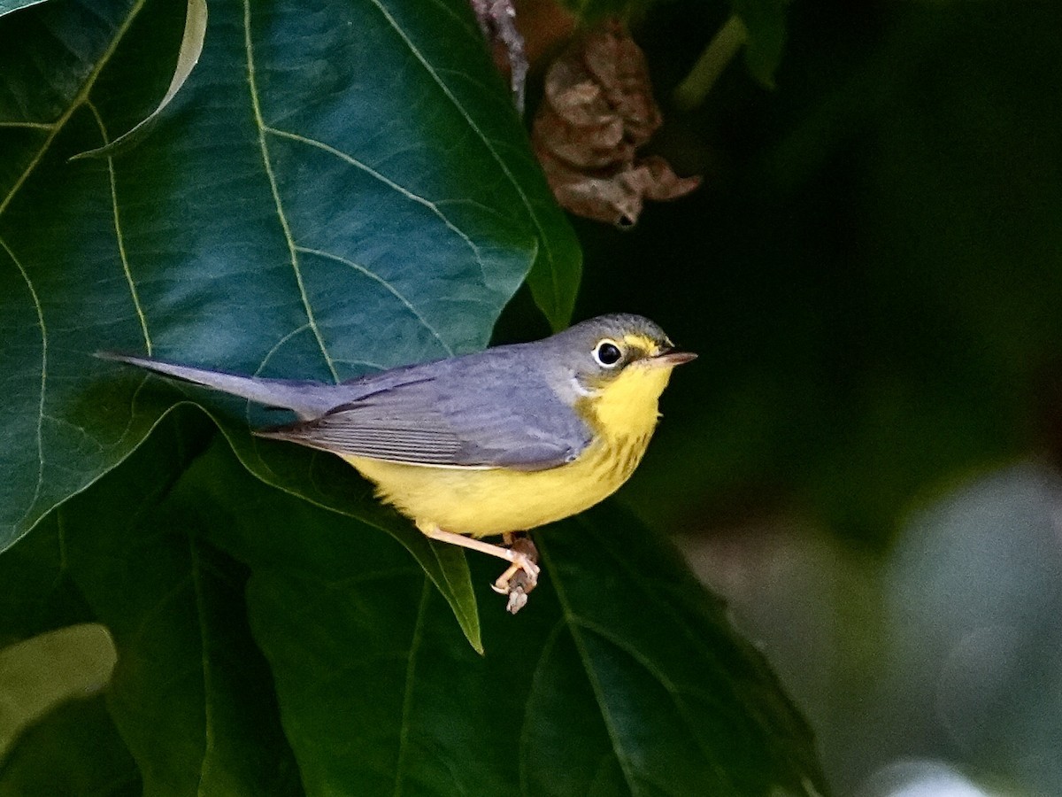 Canada Warbler - ML645731434