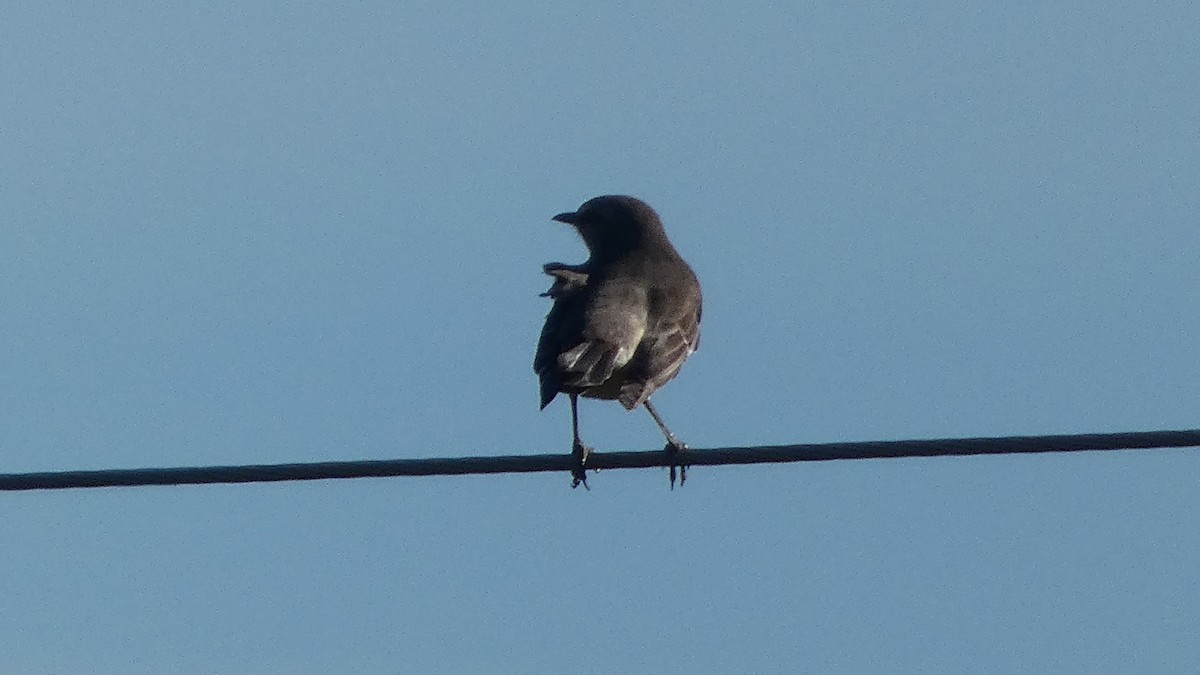 Вашер буроголовий - ML645731435