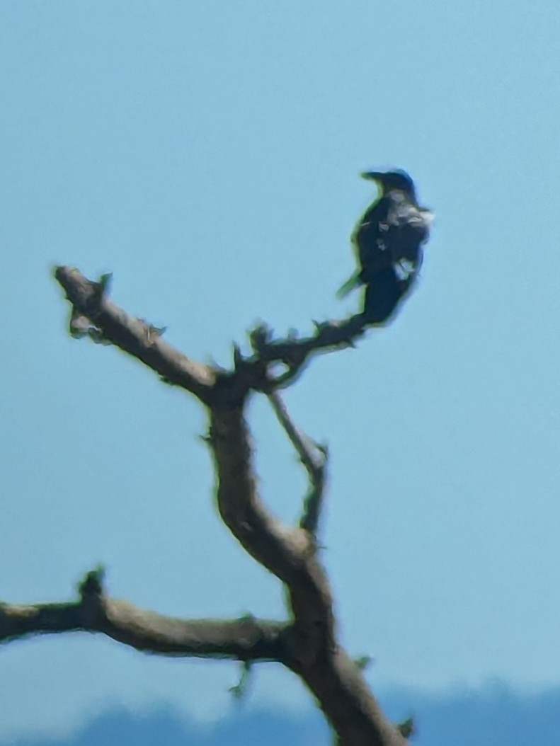 עורב שחור - ML645731437