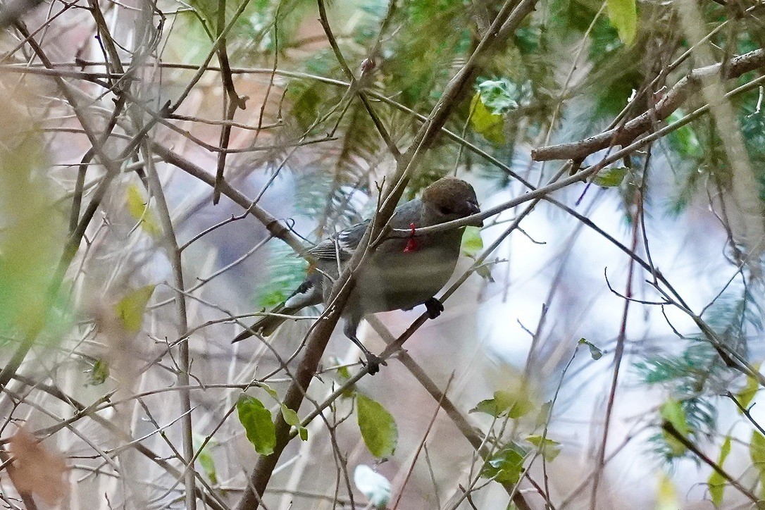Pine Grosbeak - ML645731443