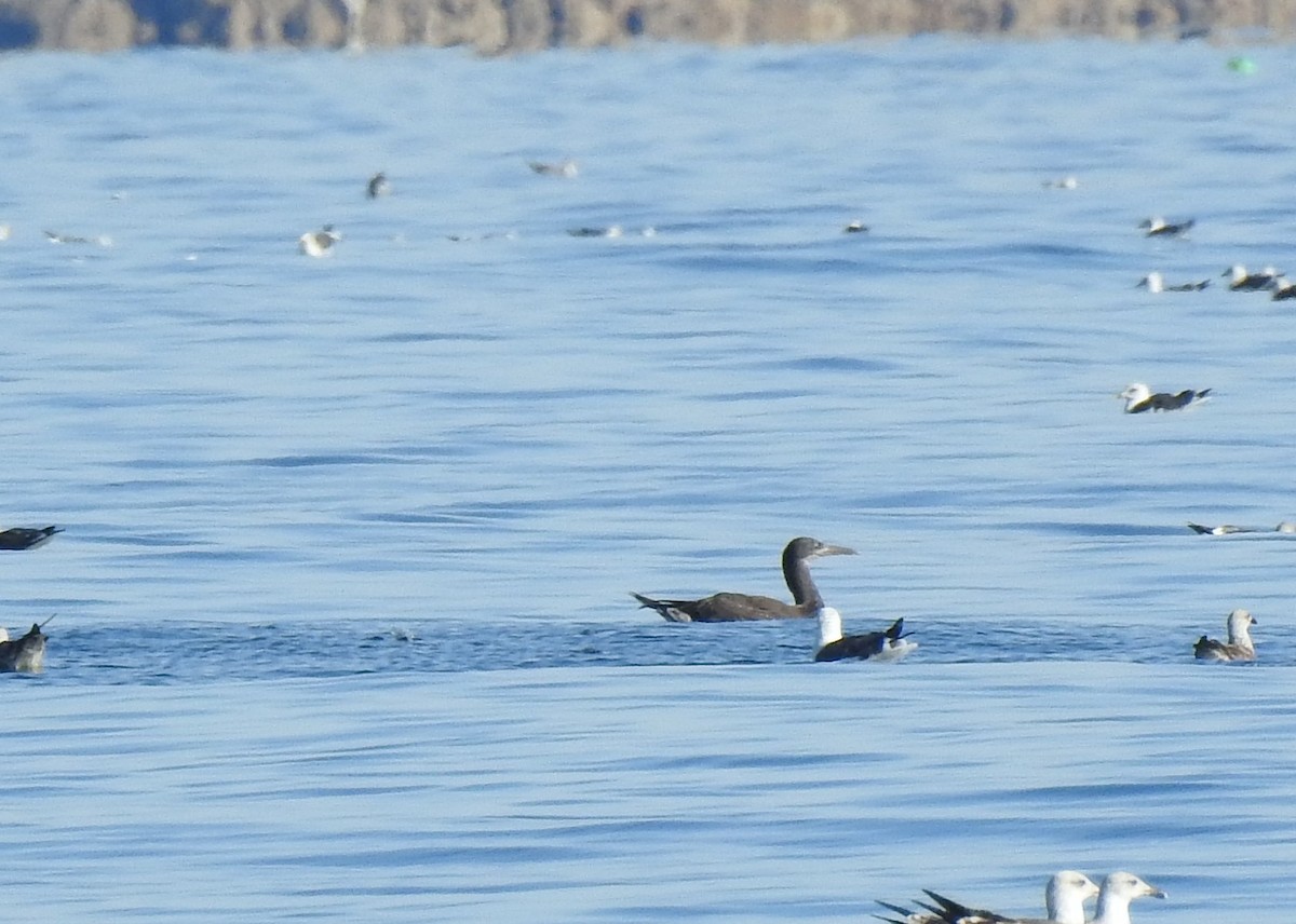 Northern Gannet - ML645731444