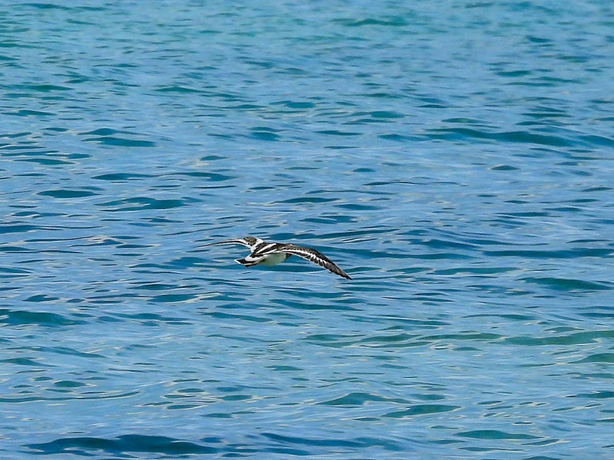 Ruddy Turnstone - ML645731452