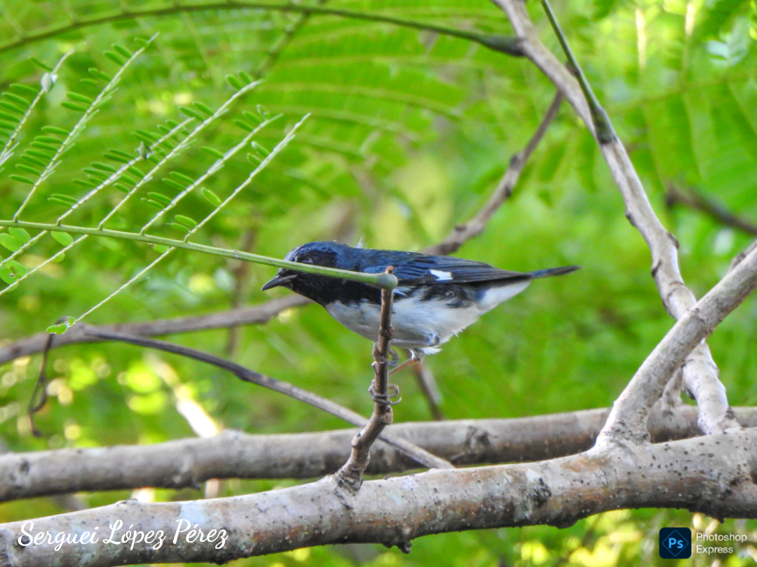 Black-throated Blue Warbler - ML645731453