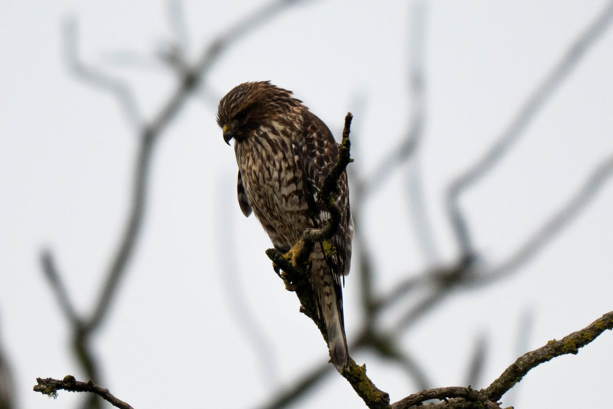 Red-shouldered Hawk - ML645731454