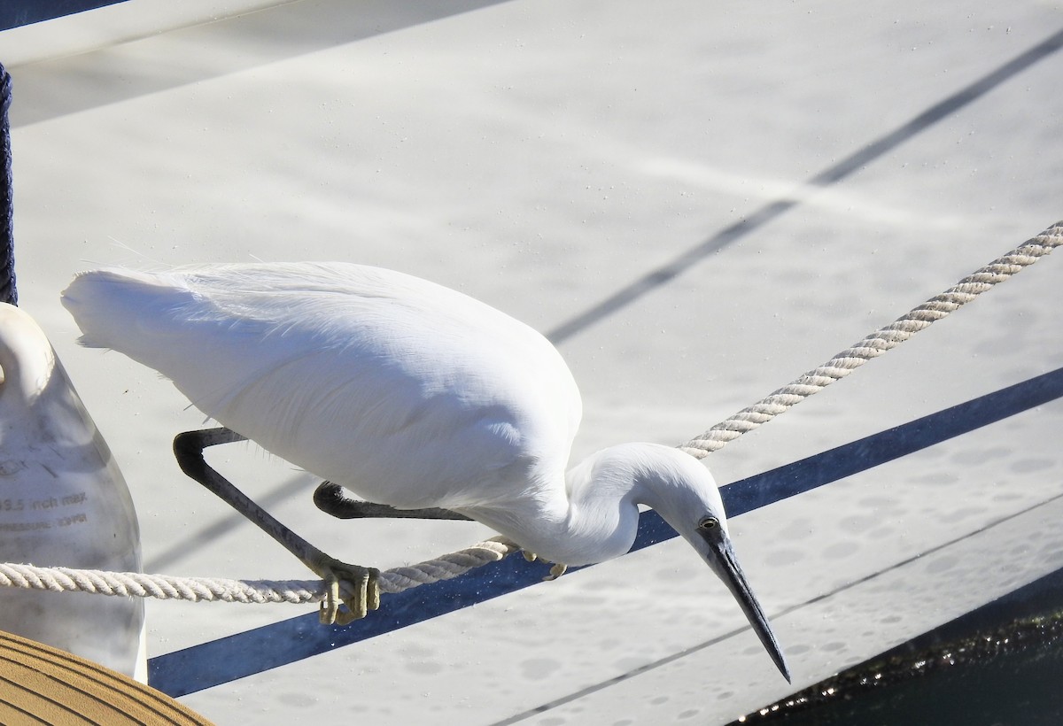 Little Egret - ML645731459