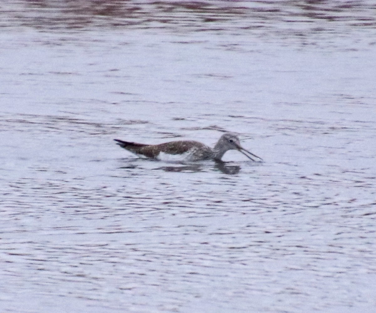 Greater Yellowlegs - ML645731462