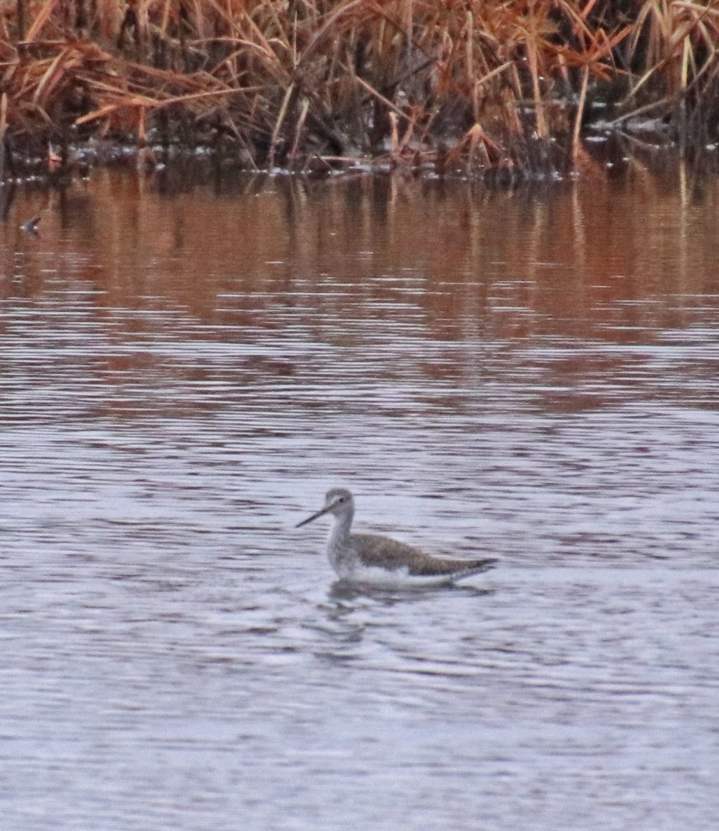 Greater Yellowlegs - ML645731463