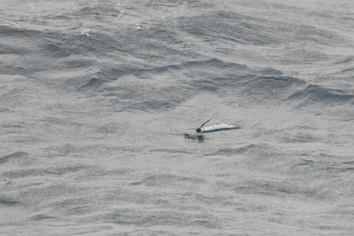 svartbukstormsvale - ML645731469