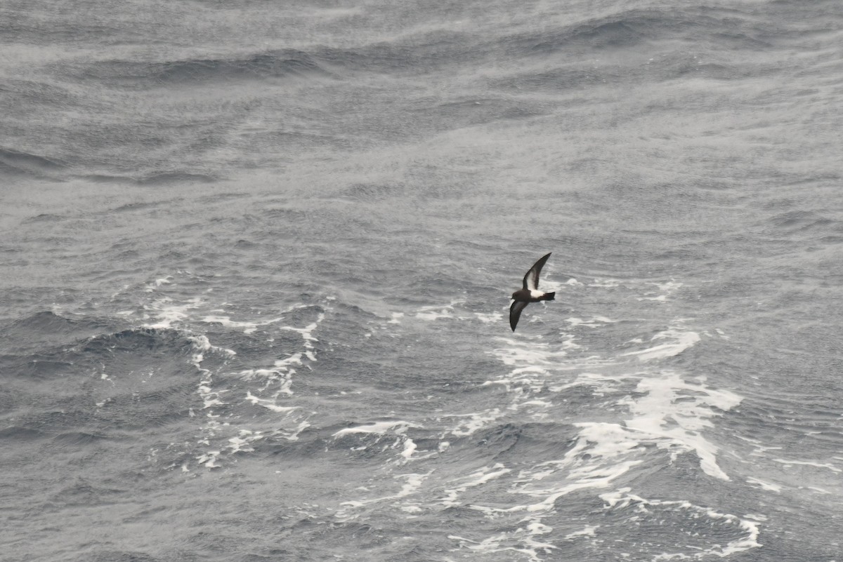 svartbukstormsvale - ML645731470