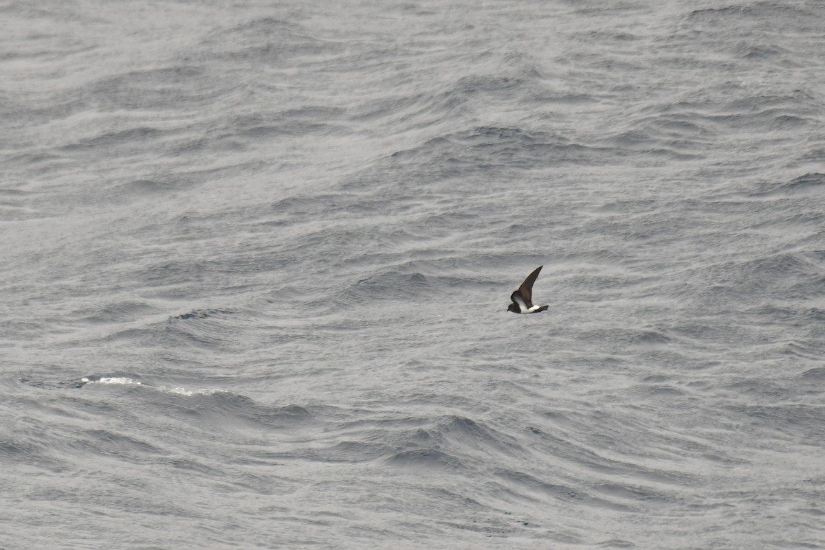 svartbukstormsvale - ML645731471