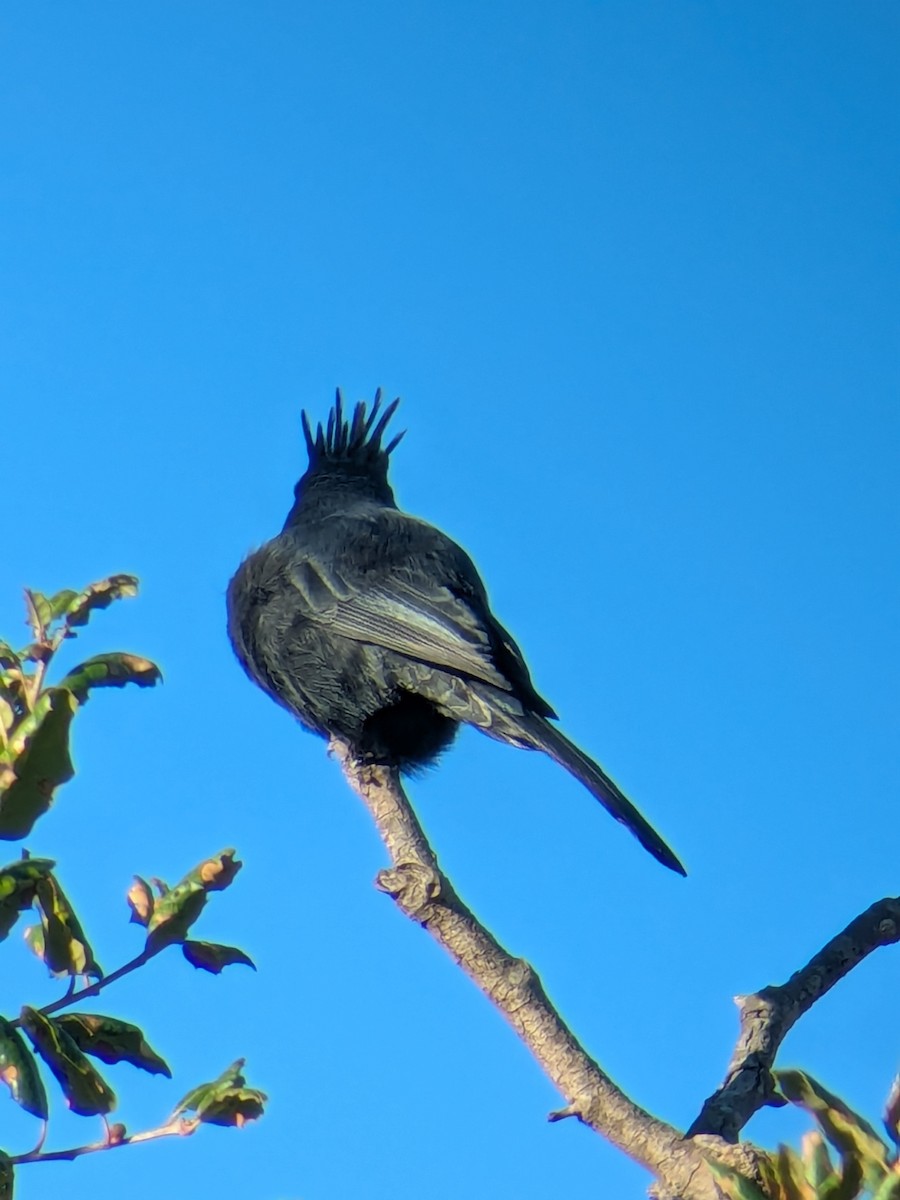 Capulinero Negro - ML645731478