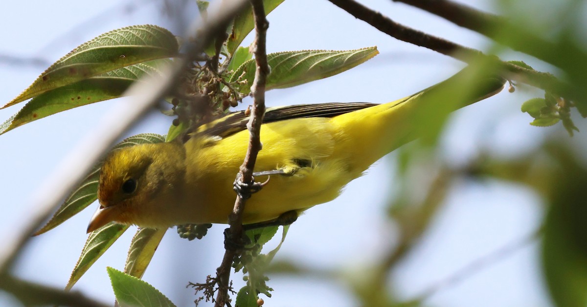 Western Tanager - ML645731479